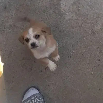 سگ پاکوتاه|سگ|کرمانشاه, |دیوار