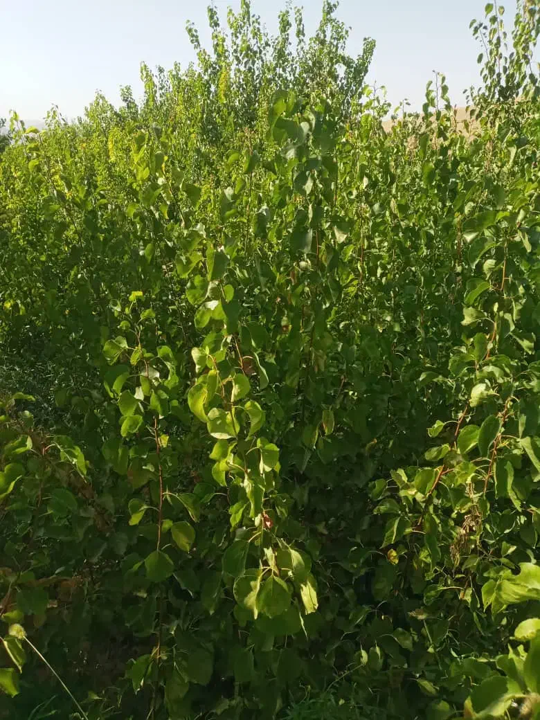 نهال|خدمات باغبانی و درختکاری|نوشین شهر, |دیوار