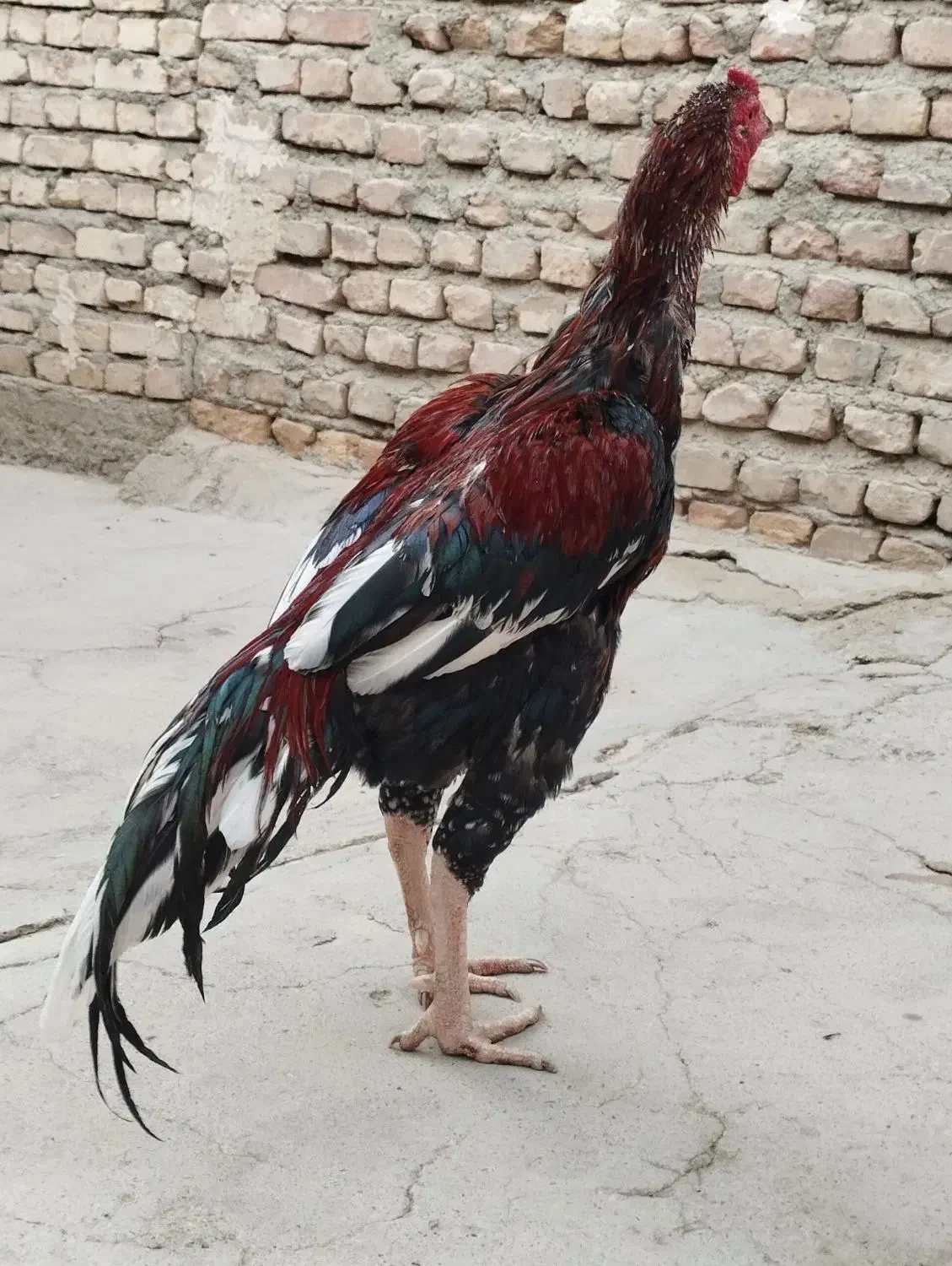 خروس|حیوانات مزرعه|سیب و سوران, |دیوار