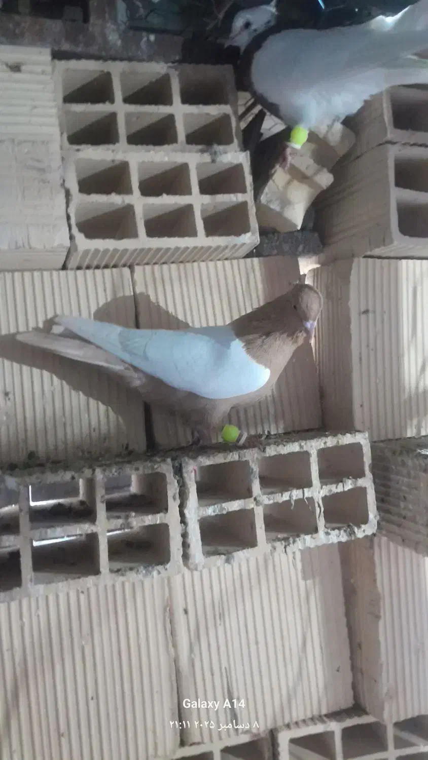 پرنده سالم دوری|پرنده|دزفول, |دیوار