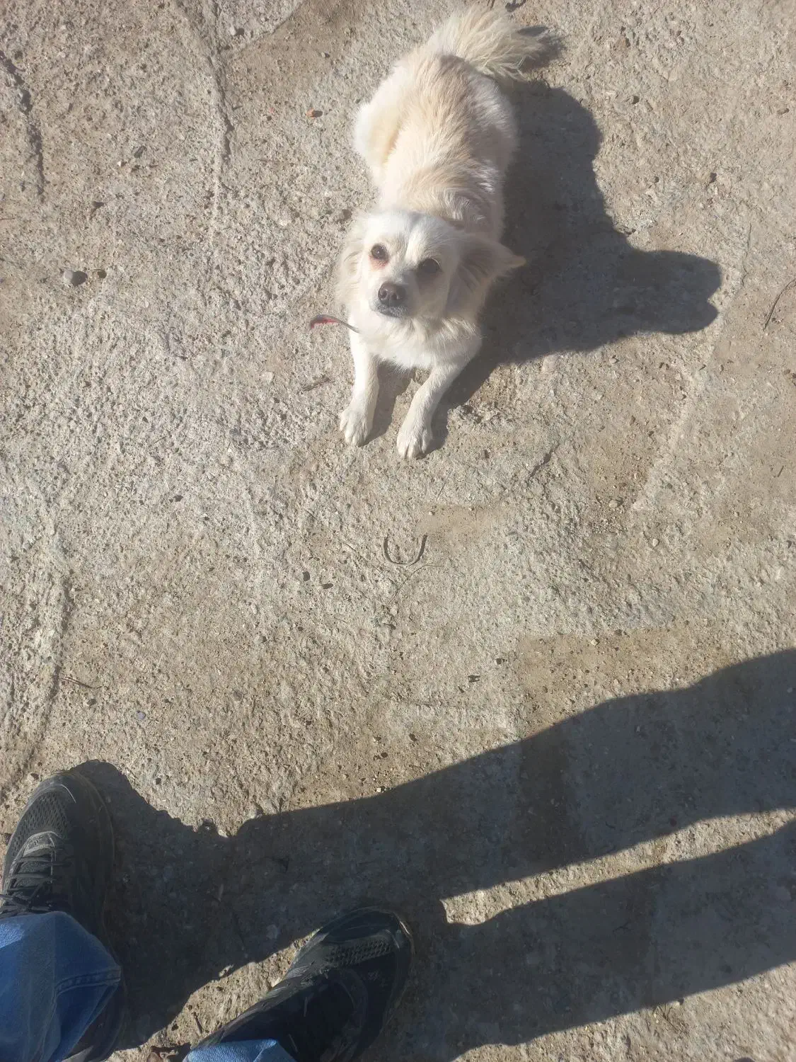 پاکوتا|سگ|گنبد کاووس, |دیوار