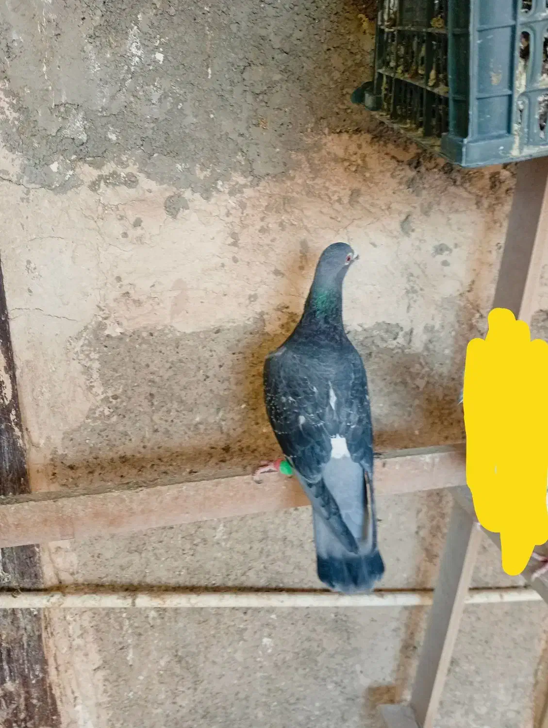 غریب گیری|پرنده|پاکدشت, حصار امیر|دیوار