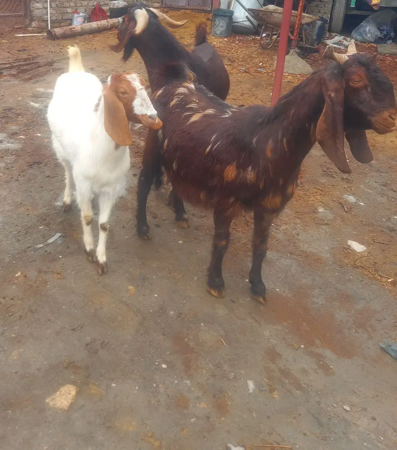 بز افغانی|حیوانات مزرعه|جوکار, |دیوار