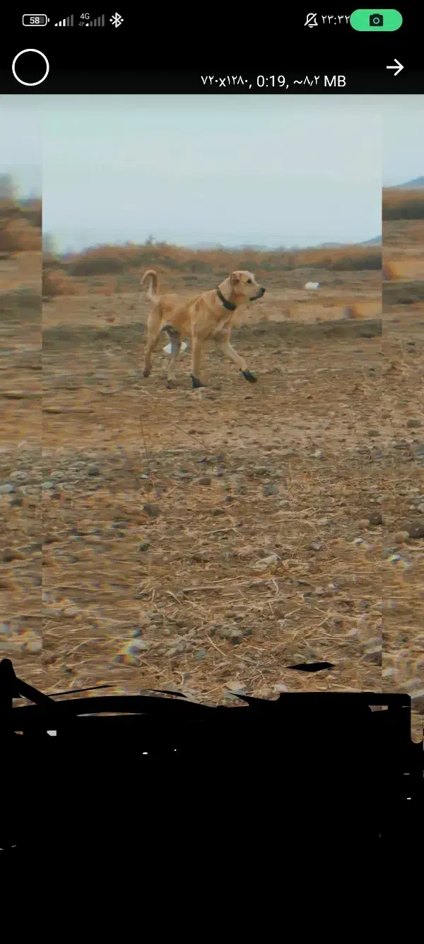 توله سگ پژدر|سگ|بستان آباد, |دیوار