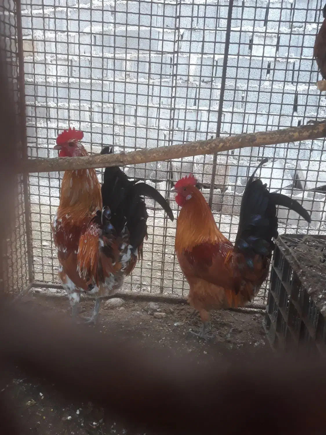 فروش خروس محلی|حیوانات مزرعه|ساری, |دیوار