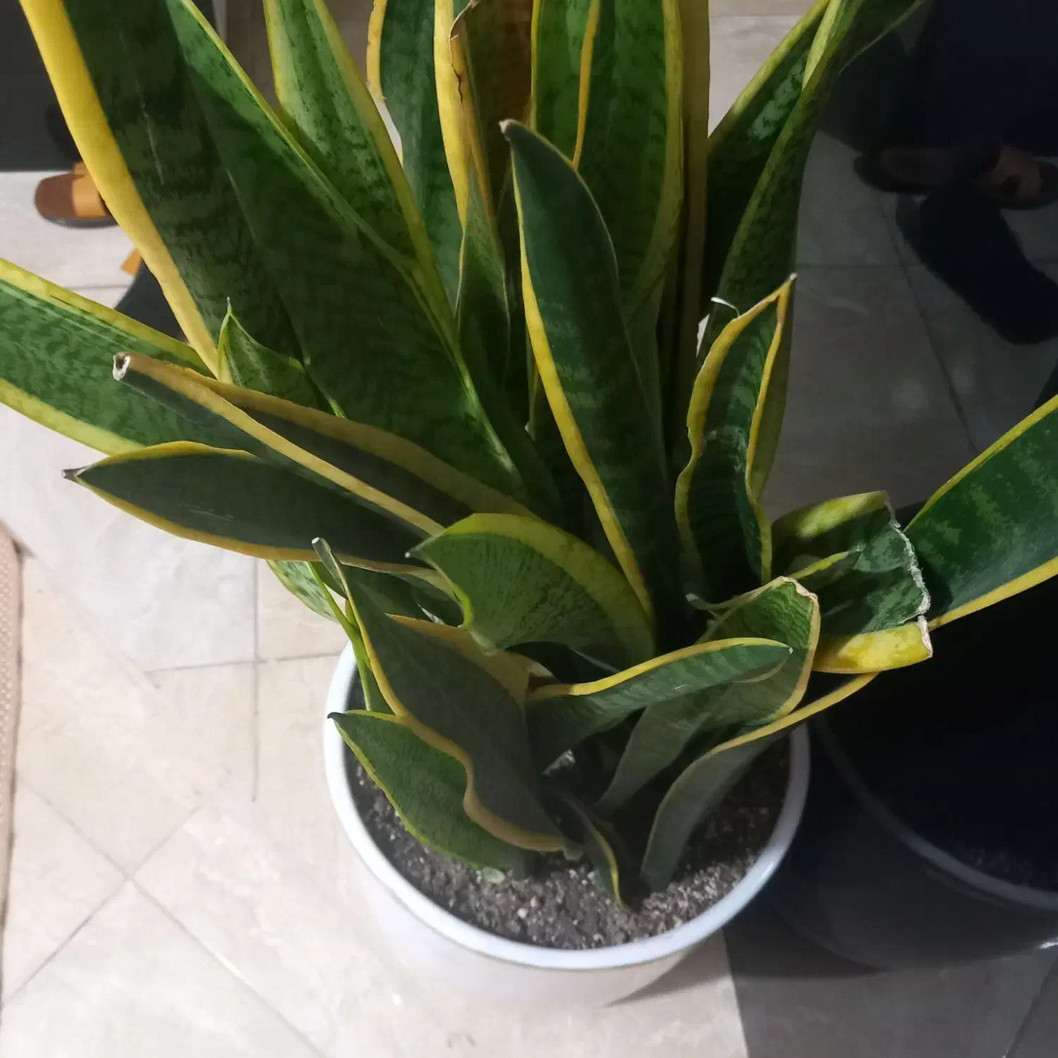 سانس سالم زیبا|گل و گیاه طبیعی|پیشوا, |دیوار