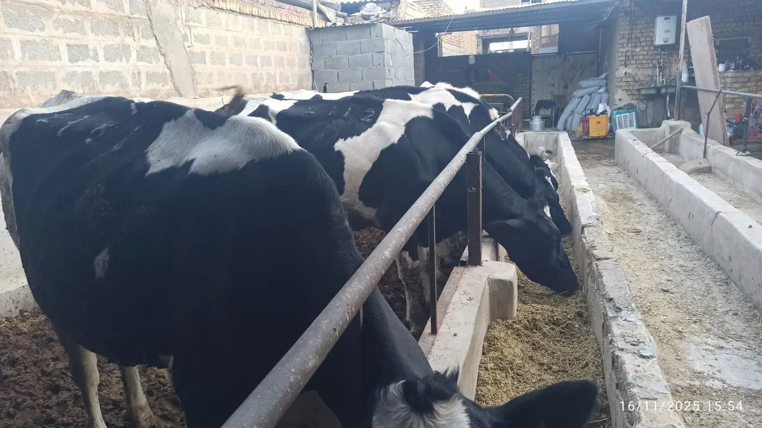 گاو شیری صنعتی شناسه دار شکم اول ۳۵تا شیر|حیوانات مزرعه|اصفهان, محمودآباد|دیوار