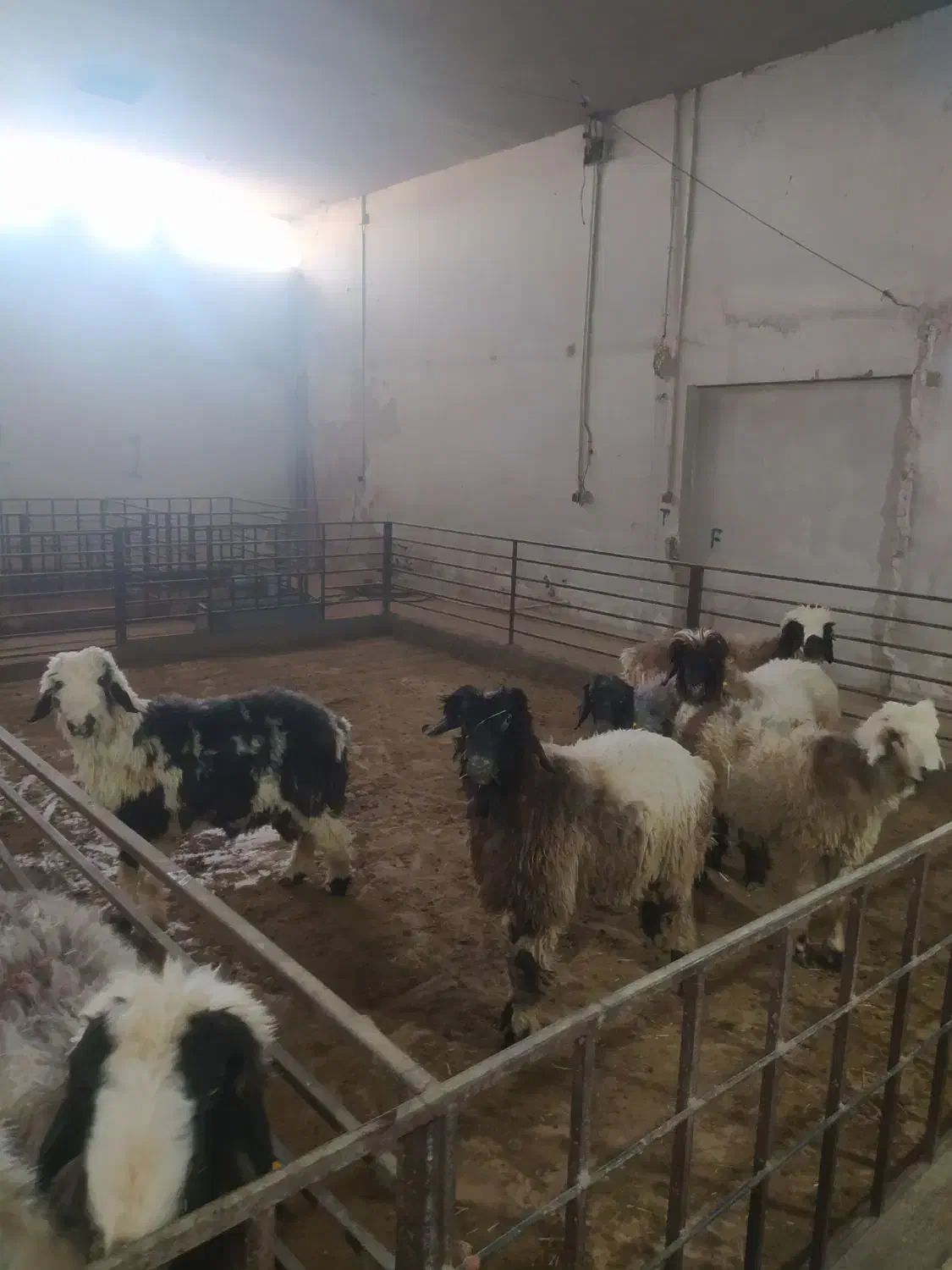 فروش دام زنده بره لری بختیاری|حیوانات مزرعه|تهران, شهرک علم و فناوری|دیوار