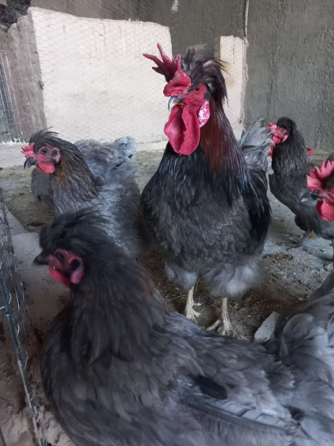 جوجه نیمچه آیسبار|حیوانات مزرعه|آبیک, |دیوار