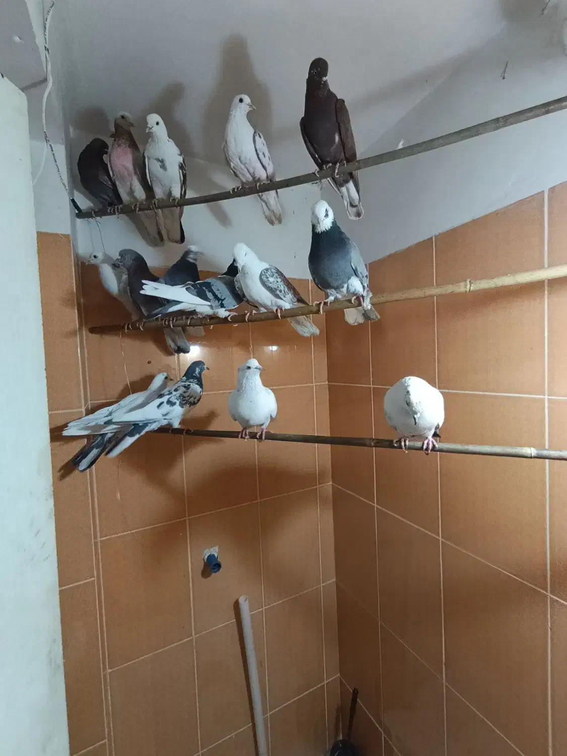 کفتر تهرانی پرشی|پرنده|شهریار, شهرک وائین|دیوار