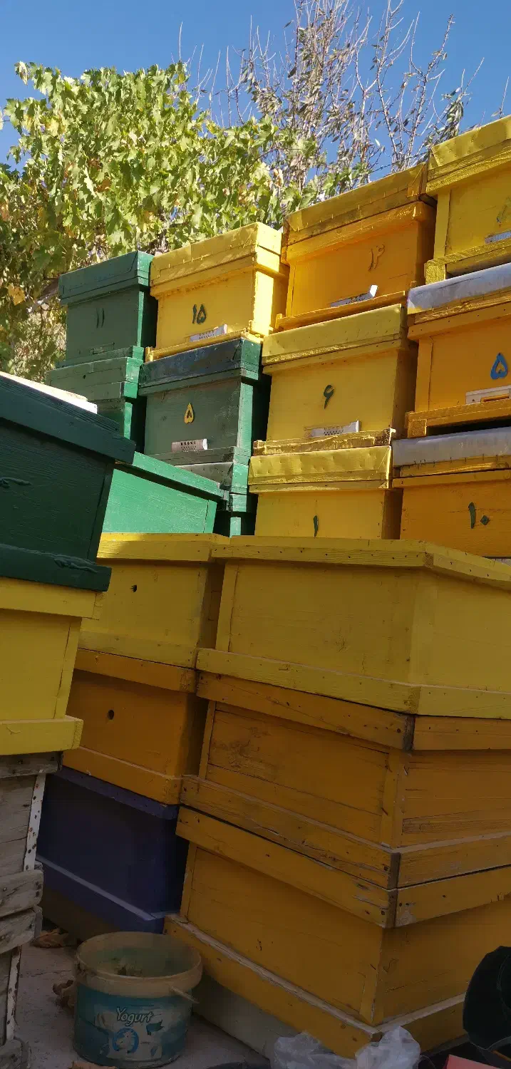 کندوی عسل|لوازم جانبی حیوانات|طالقان, |دیوار