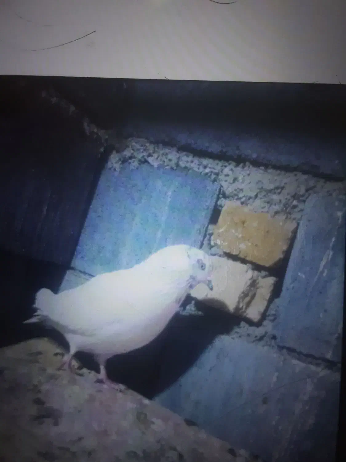 کبوتر|پرنده|لالجین, |دیوار