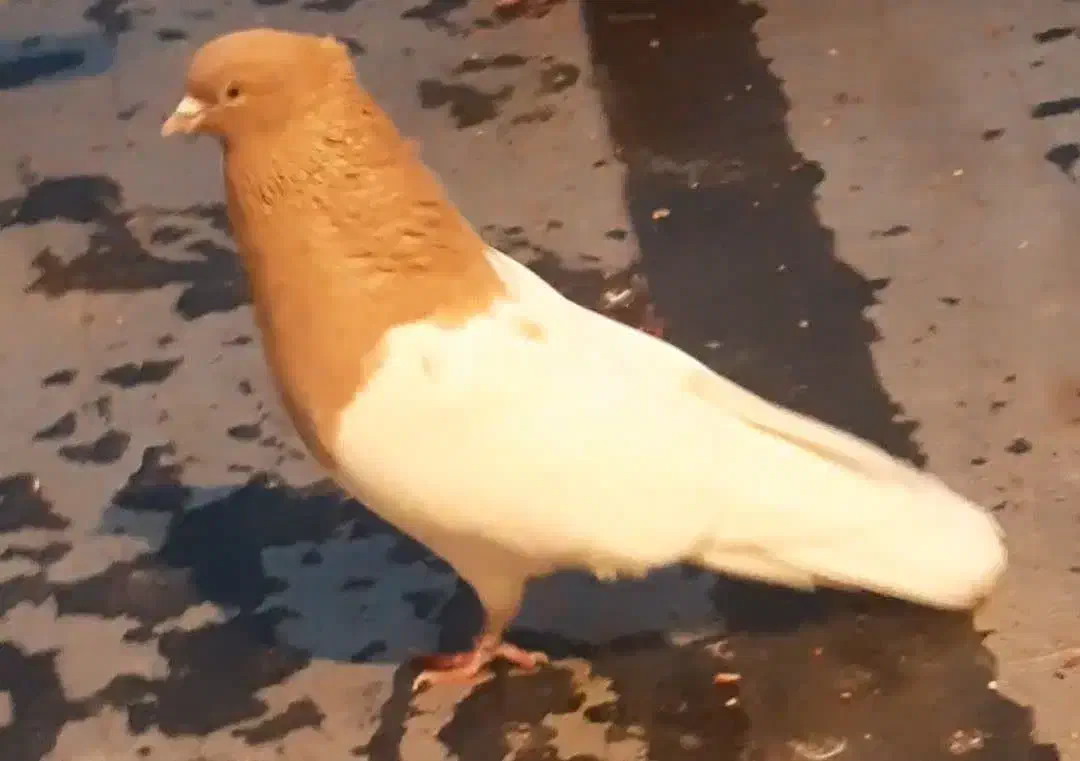 نر کله ای|حیوانات|بروجرد, |دیوار