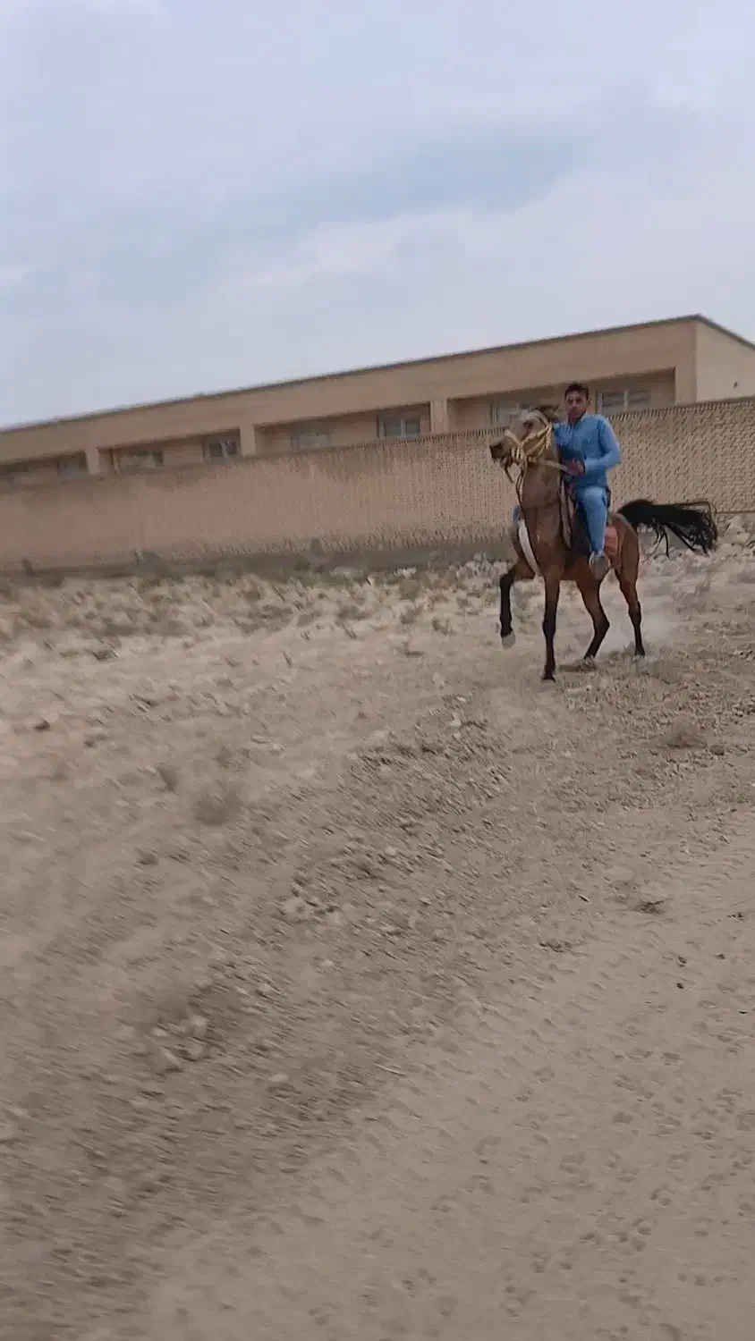 نریون سمند سواری دار|اسب و تجهیزات اسب‌سواری|کازرون, |دیوار