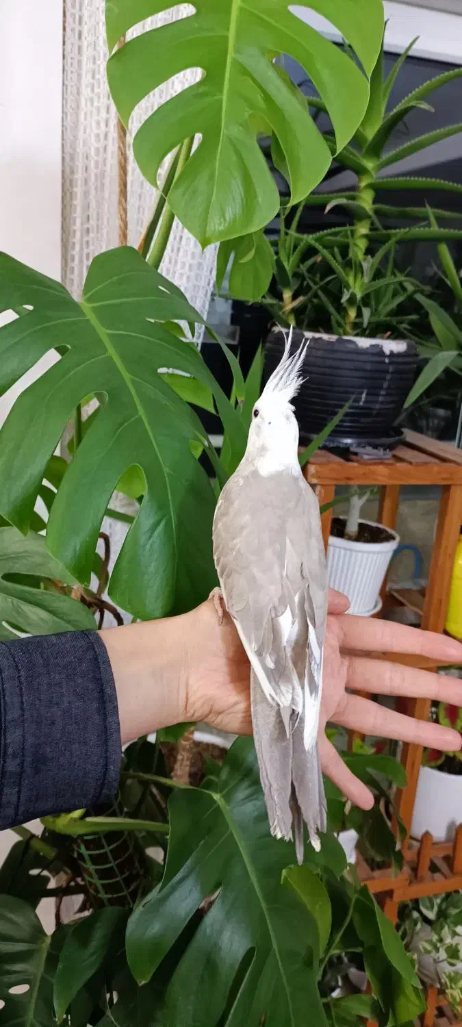 عروس هلندی ماده وفنچ نر|پرنده|طرقبه, |دیوار