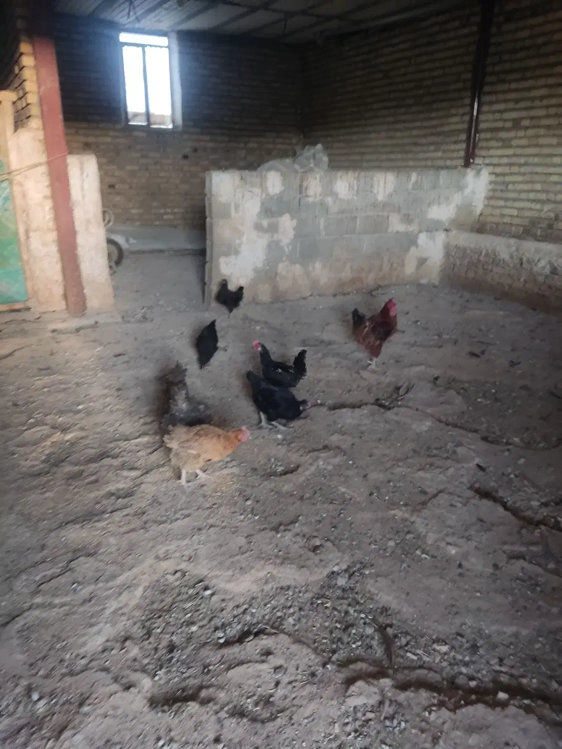 مرغ محلی|حیوانات مزرعه|جوانرود, |دیوار