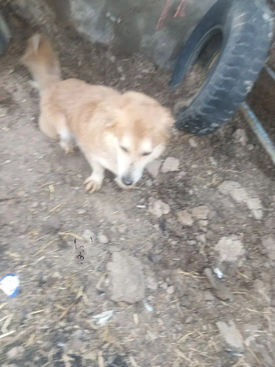 سگ س|سگ|گناباد, |دیوار