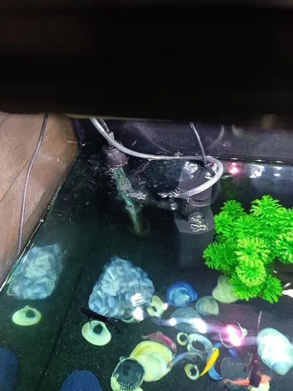 اکواریوم با ماهی|ماهی|بومهن, |دیوار