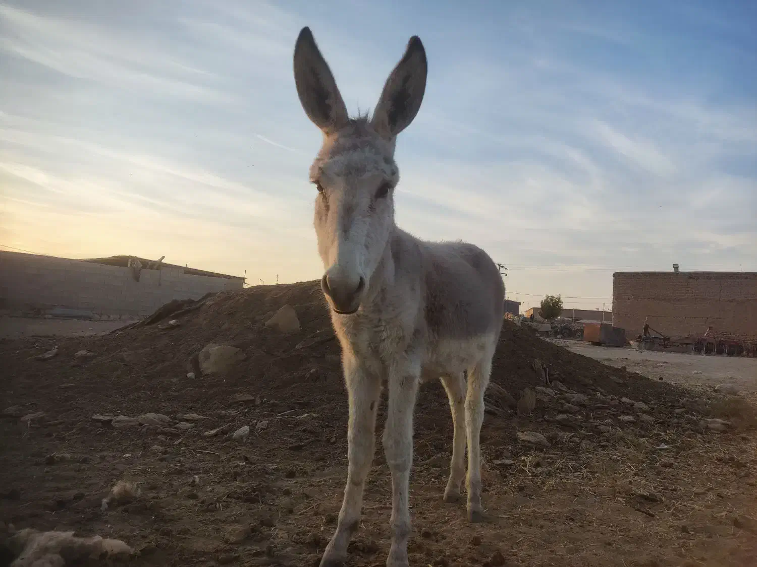 با سلام فروش ۲راس کره خر نر آروم و اصیل|حیوانات مزرعه|مرودشت, رودبال|دیوار