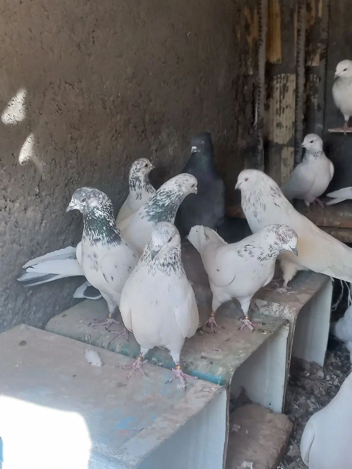 کبوتر|پرنده|لنجان, |دیوار