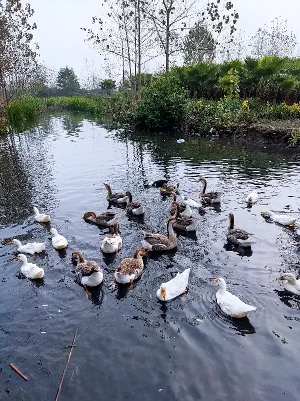 قوغاز و محلی|حیوانات مزرعه|رودسر, |دیوار