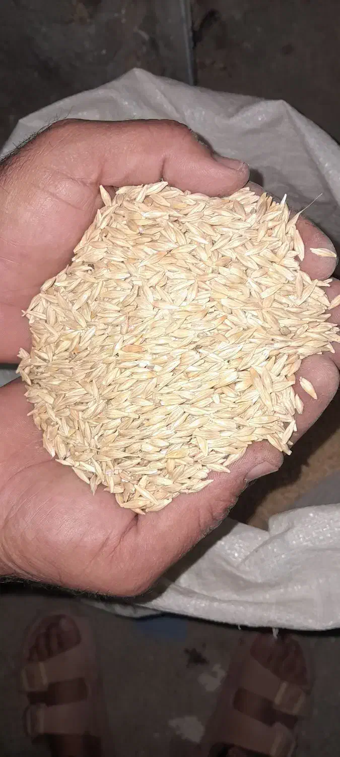 جو شهباد آبی|عمدهفروشی|فیروزآباد (لرستان), |دیوار