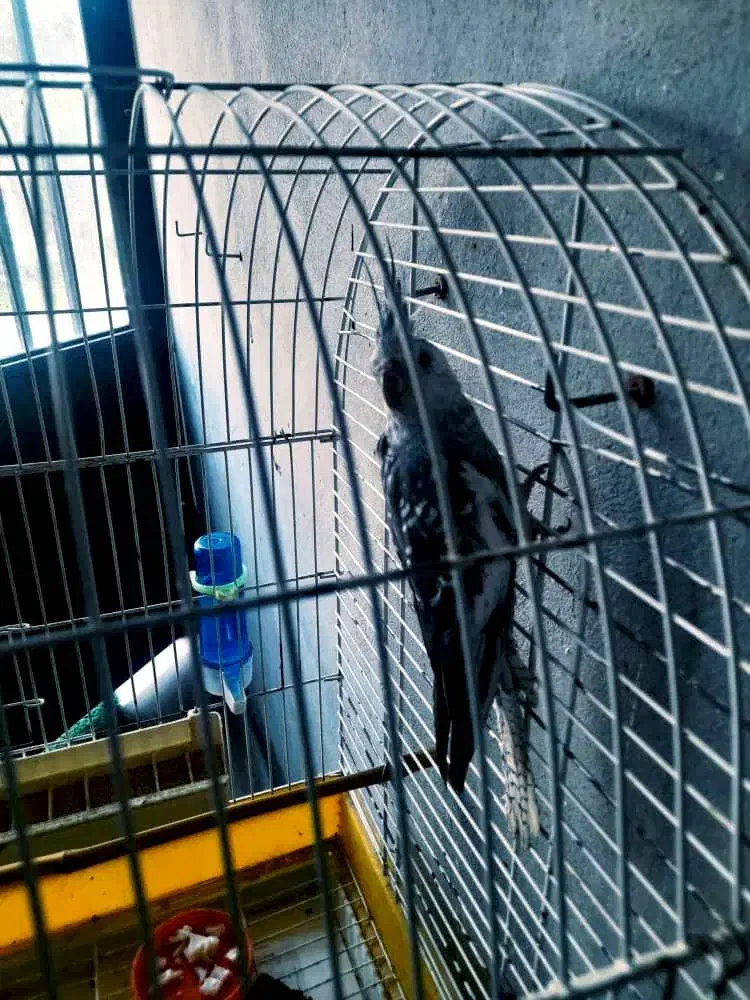 فروش عروس هلندی خانگی|پرنده|نوشهر, |دیوار