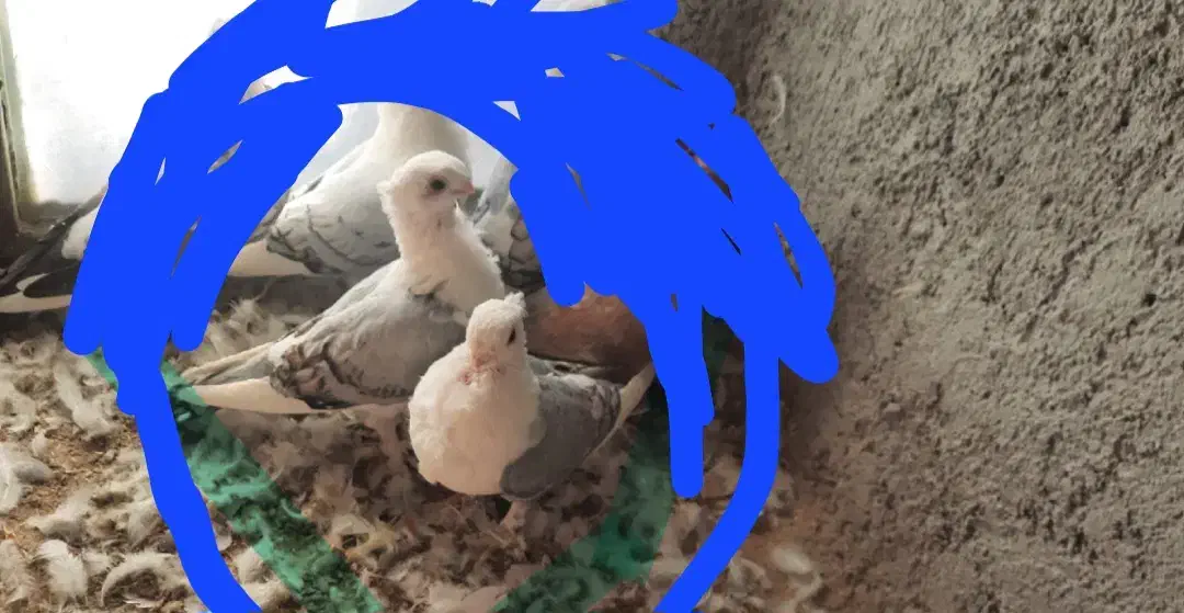 کبوتر فروشی|پرنده|شاهرود, |دیوار