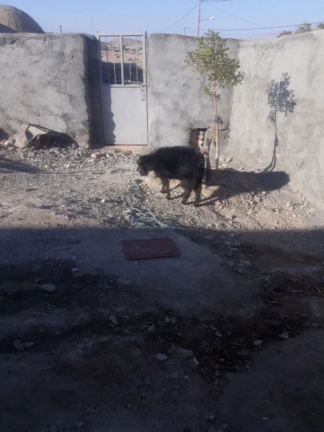 سلام یک بزوبزغاله|حیوانات مزرعه|سده (خراسان جنوبی), |دیوار