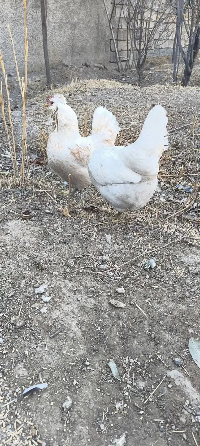 مرغ گلین فول|حیوانات مزرعه|پاکدشت, پاکدشت (مامازند)|دیوار