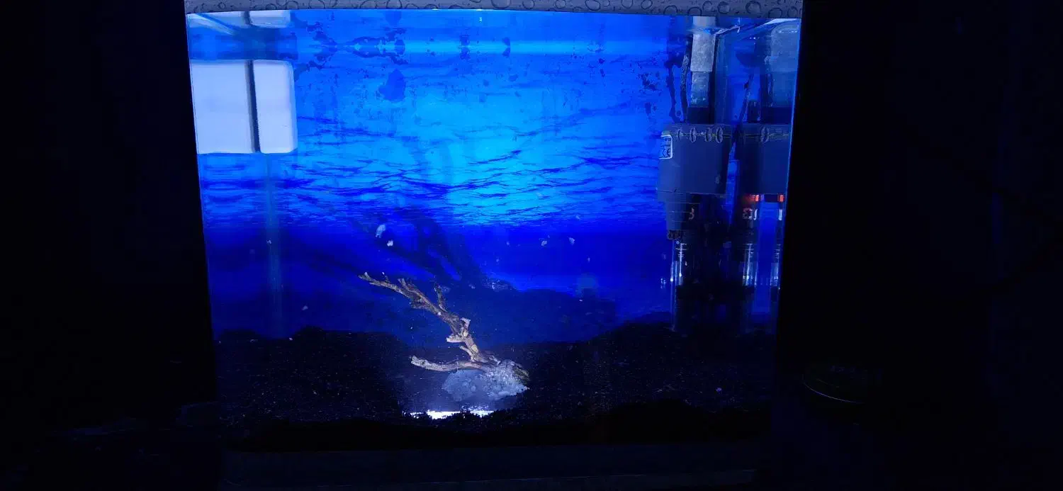 آکواریوم|ماهی|همدان, |دیوار