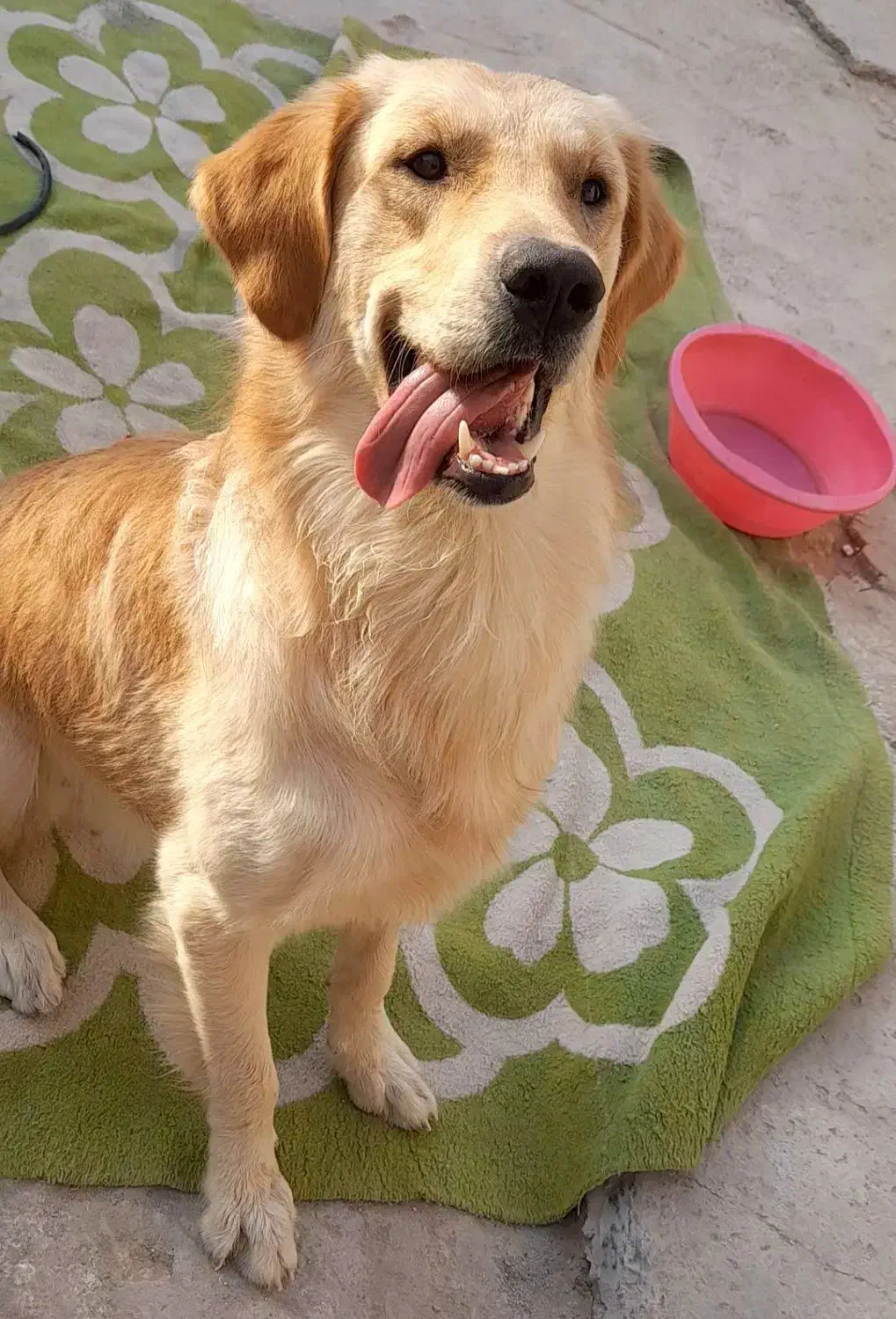 سگ گلدن رتریور نر|سگ|بوشهر, |دیوار