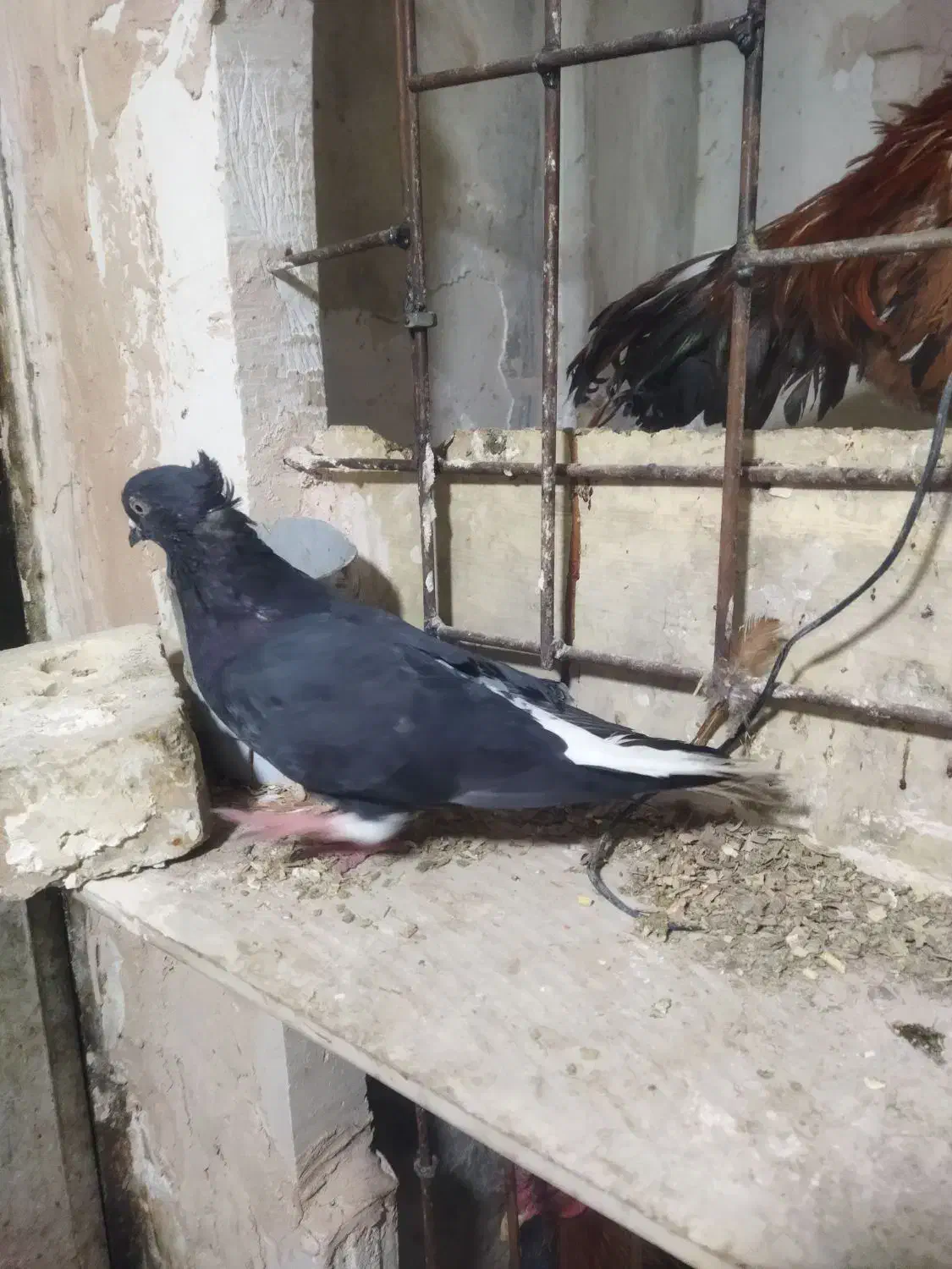 کفتر|حیوانات|مشهد, توس (بلوار توس)|دیوار