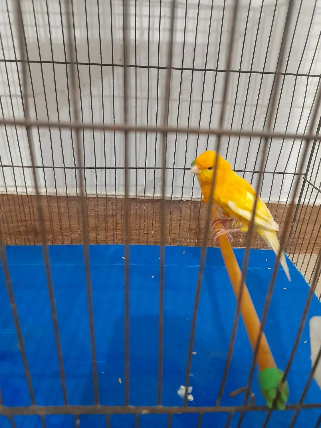 تعدادی قناری پرتقالی و لیمویی|پرنده|رشت, دیانتی|دیوار