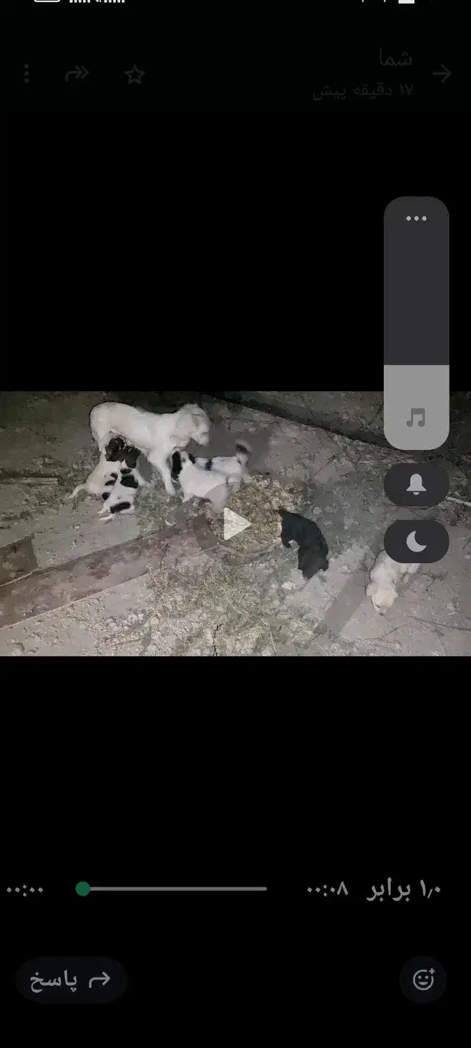 توله سگ پاکوتاه|سگ|هشتگرد, تهران دشت|دیوار