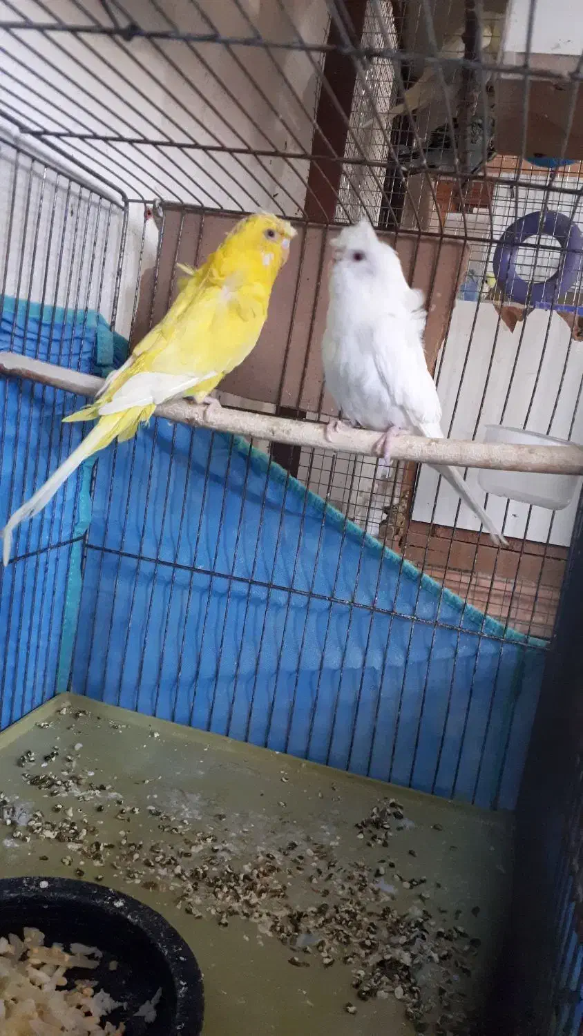 مرغ عشق پروانه ای|پرنده|میانه, |دیوار