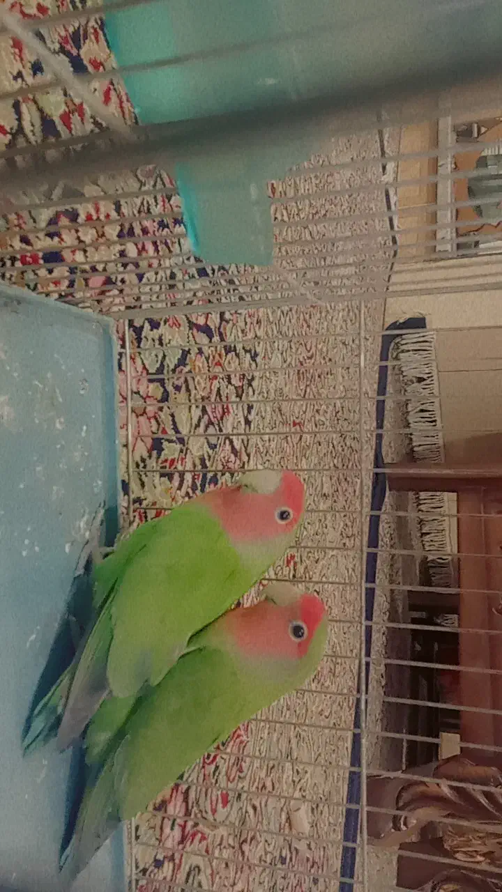 یک جفت طوطی برزیلی|پرنده|ماهان, |دیوار