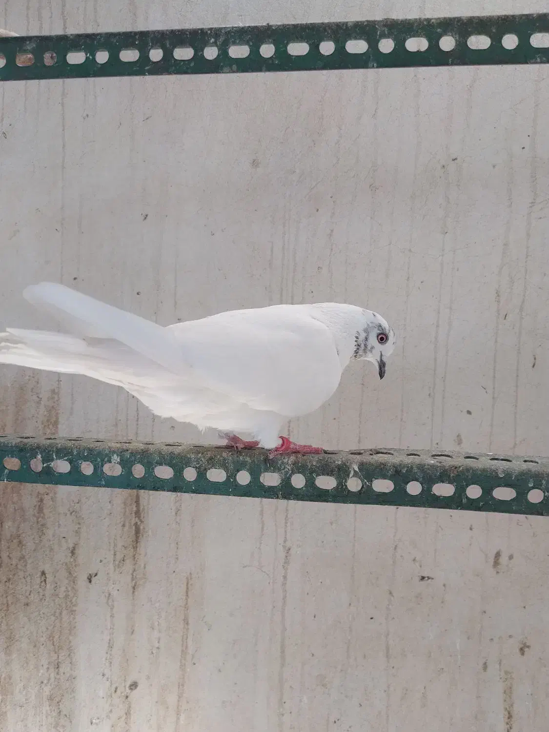 ماده کله ی|پرنده|اصفهان, خوراسگان|دیوار