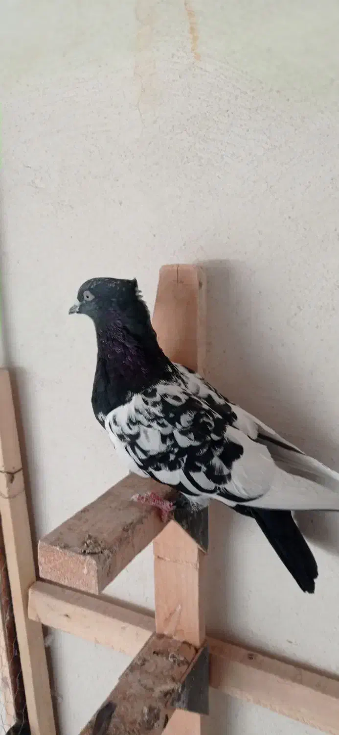 کفتر سینه.شهری.کله.سوسنی|پرنده|شیراز, کوشک میدان|دیوار