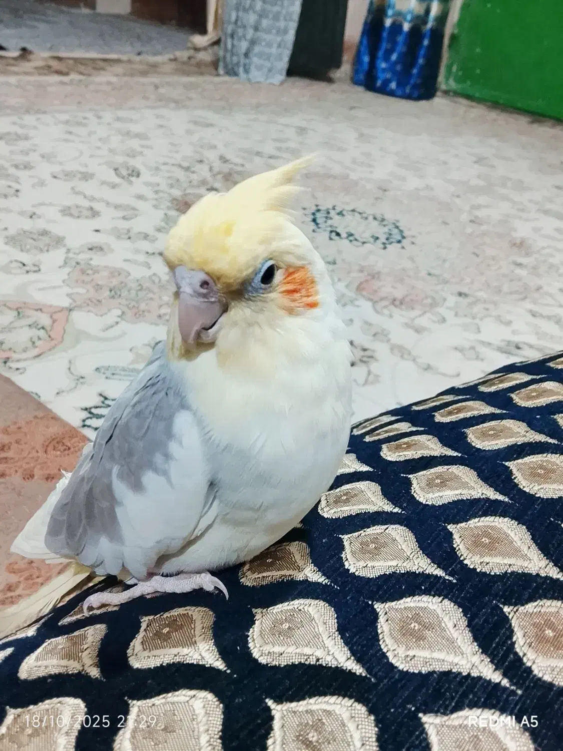 عروس هلندی|پرنده|نیمروز, |دیوار