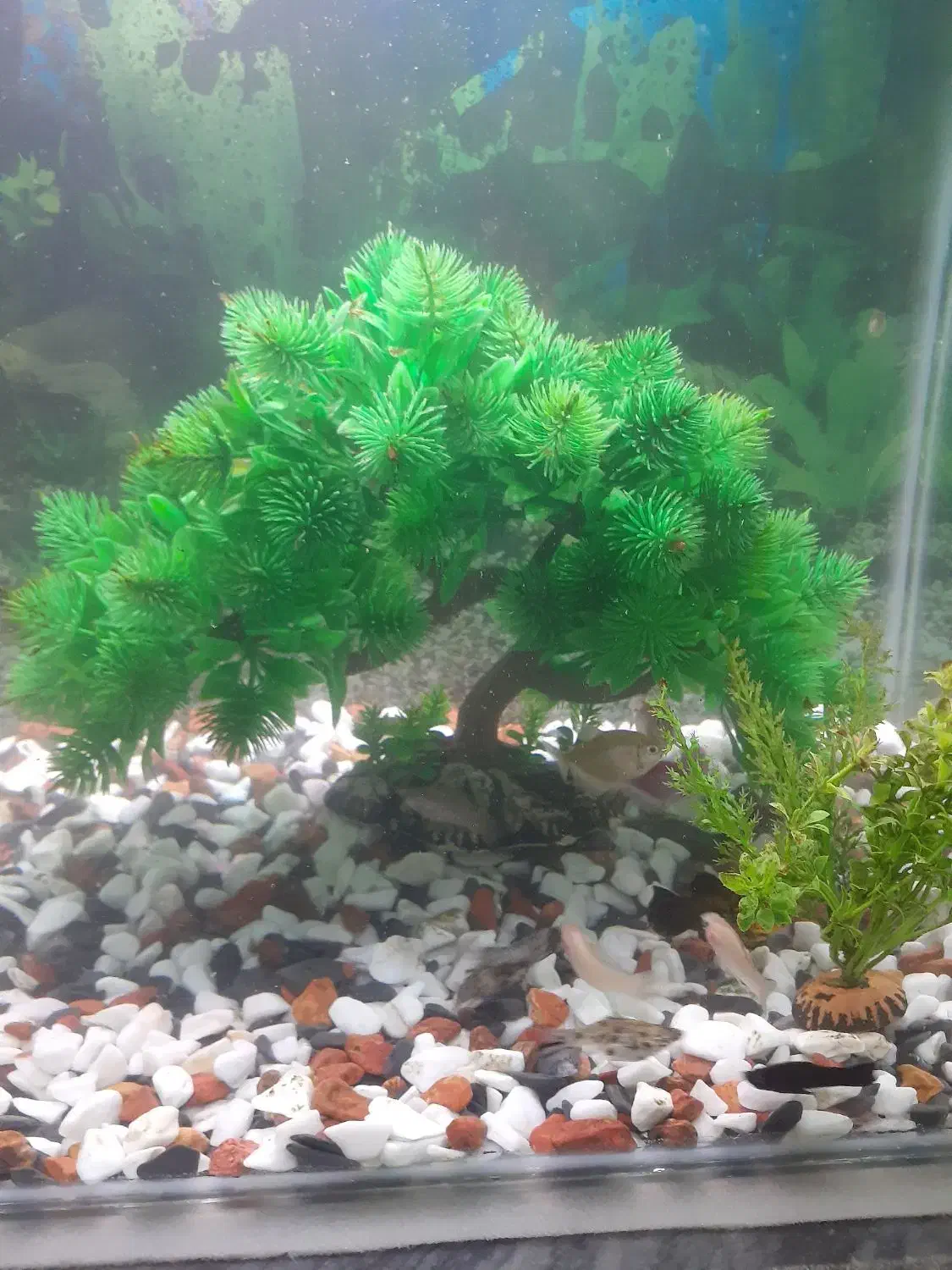 اکفاریم ماهی ها با 20عدد ماهی کپی. مولی .زبره|ماهی|ارومیه, |دیوار