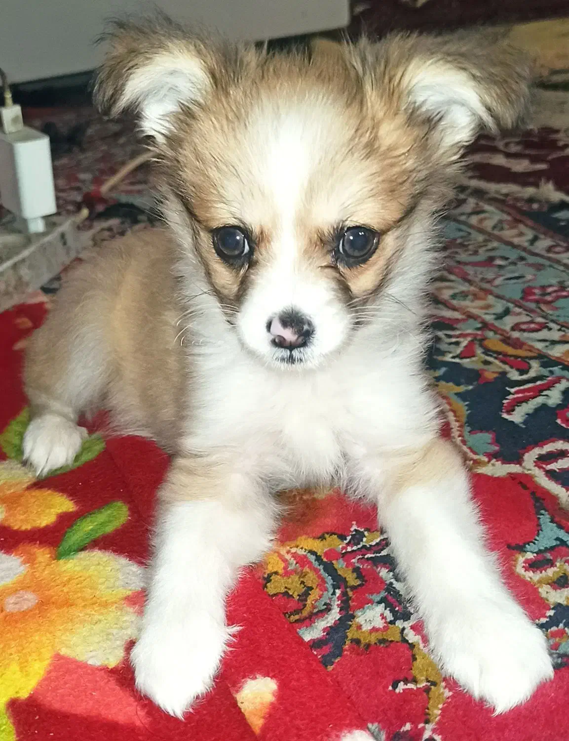 سگ جیبی فروشی|سگ|مشهد, محمدآباد|دیوار