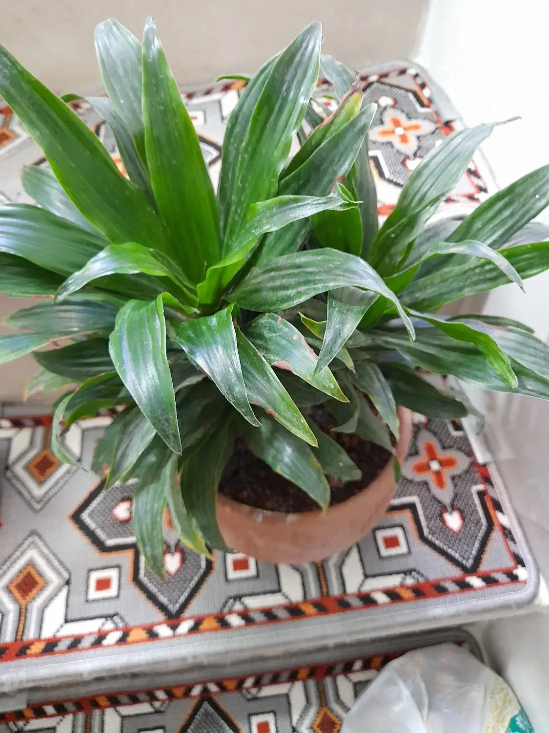 گل کامپکت|گل و گیاه طبیعی|کرمانشاه, |دیوار