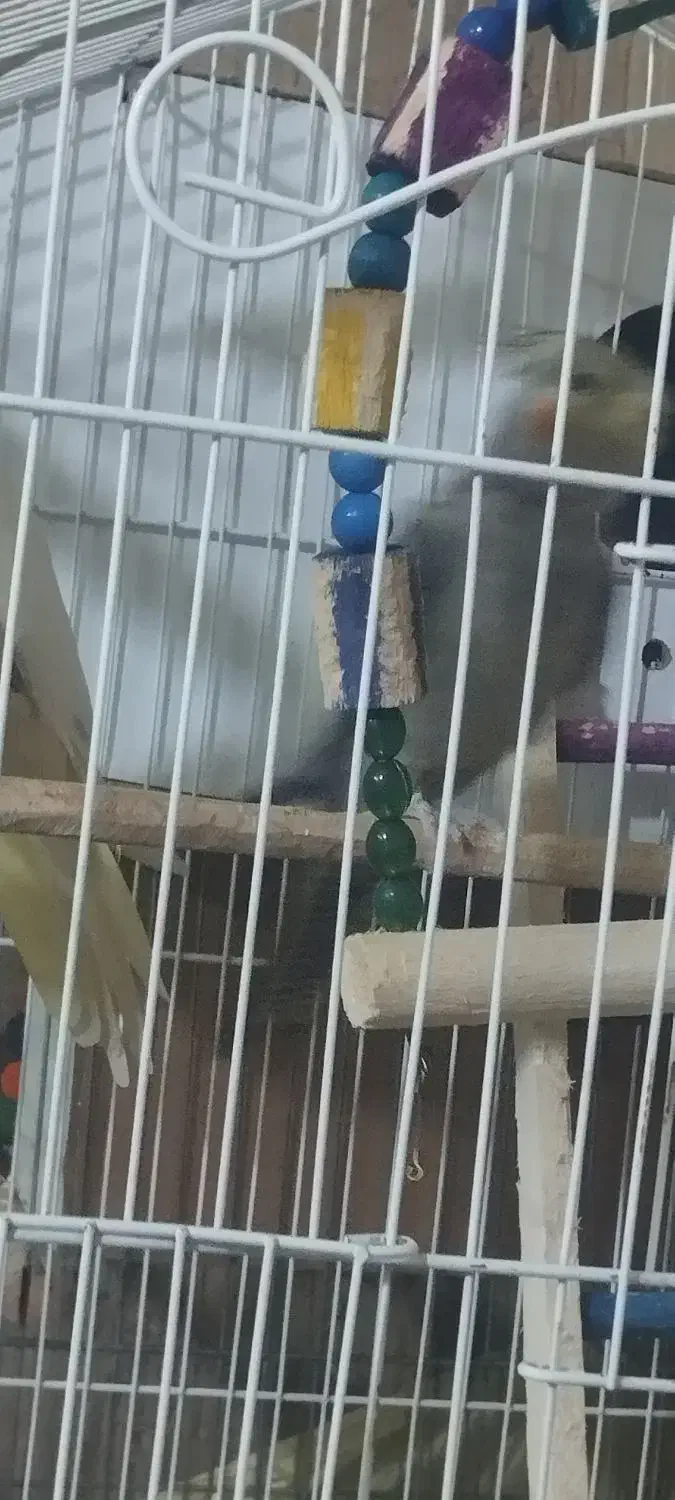 عروس هلندی|پرنده|کرمانشاه, |دیوار