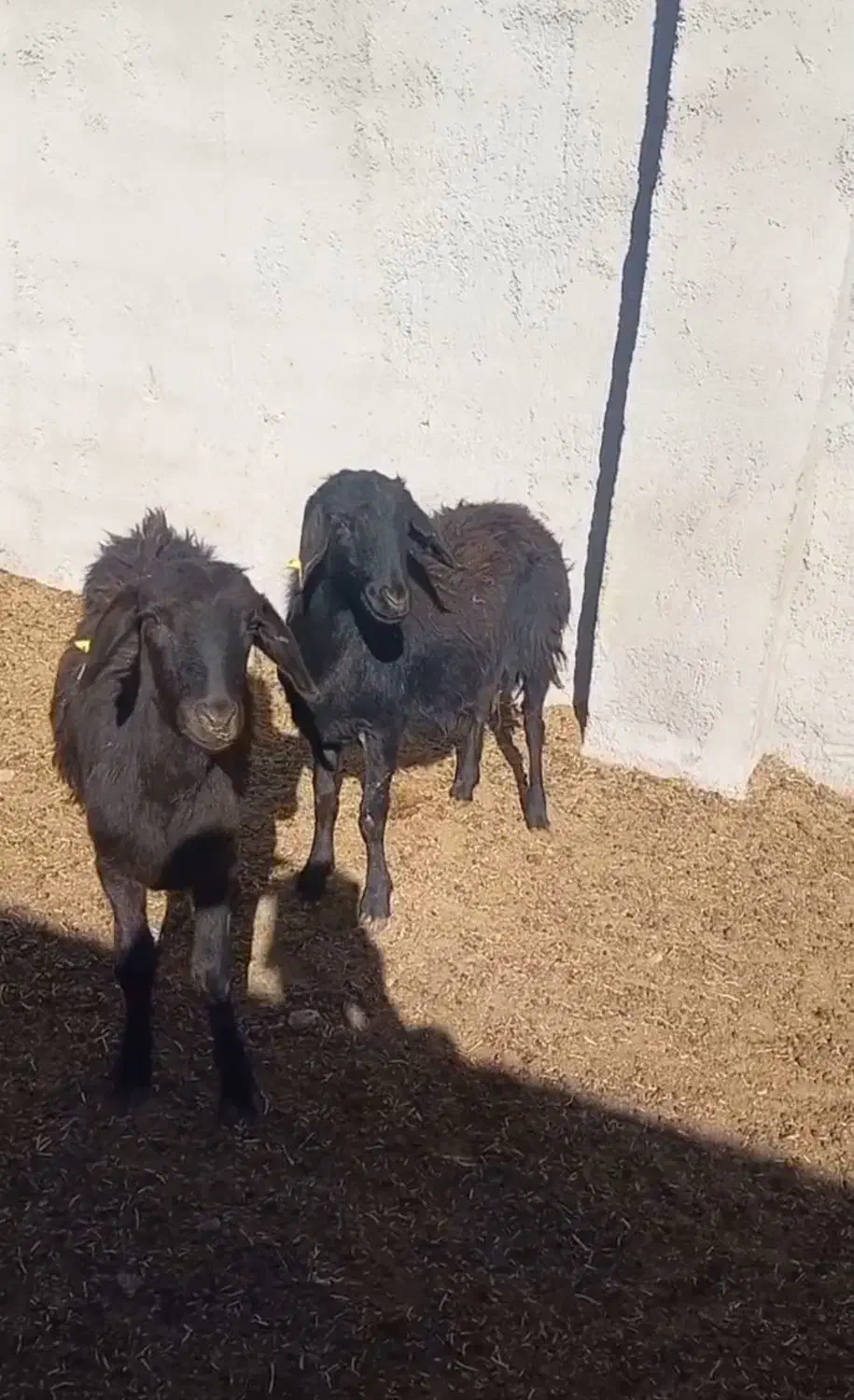 شیشک قره قزل|حیوانات مزرعه|شاهرود, |دیوار