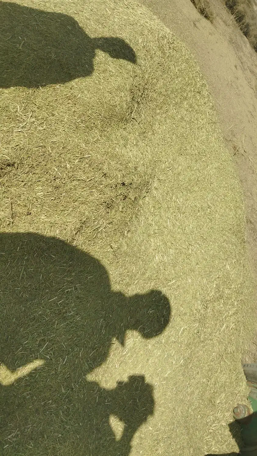 خارشتر کیلویی 11|حیوانات مزرعه|عطاملک, |دیوار