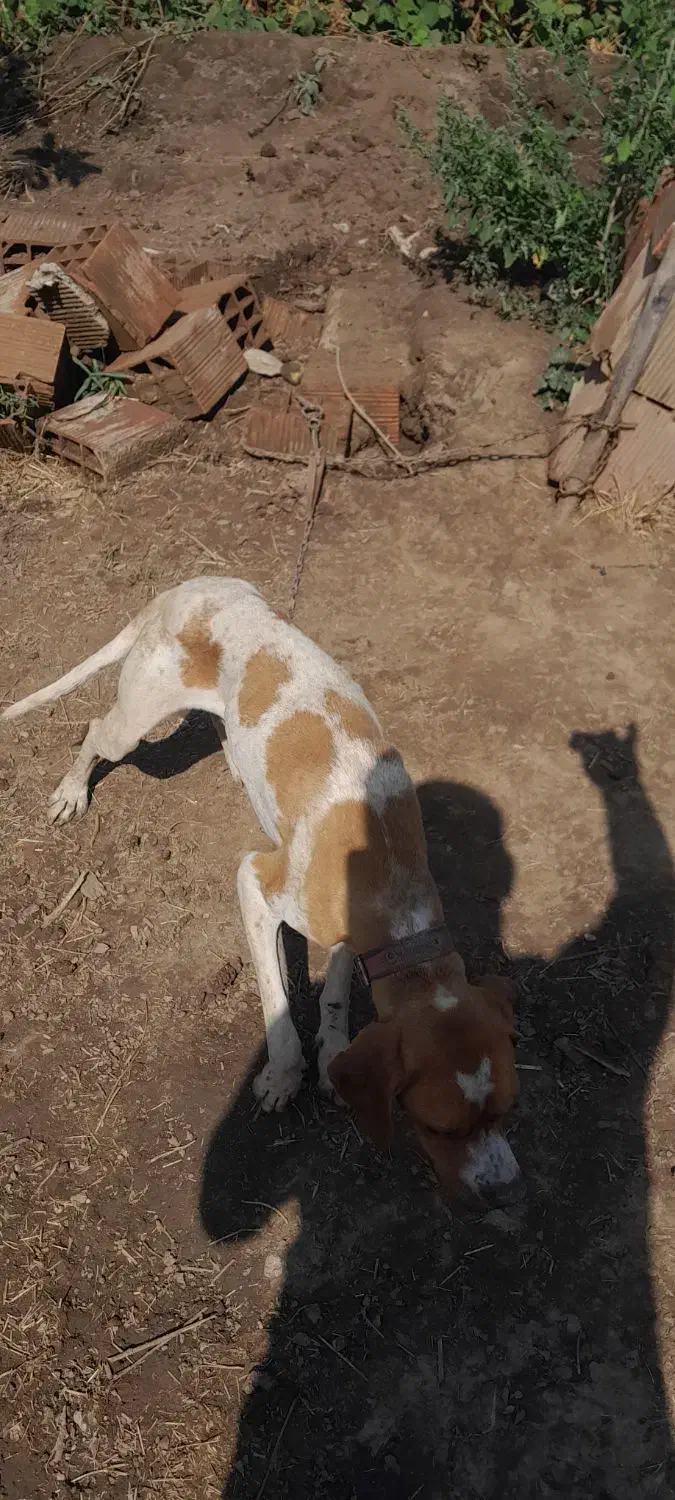 فروش توله سگ انگلیس یک ساله نر قیمت هشت میلیون|سگ|گلی داغ, |دیوار