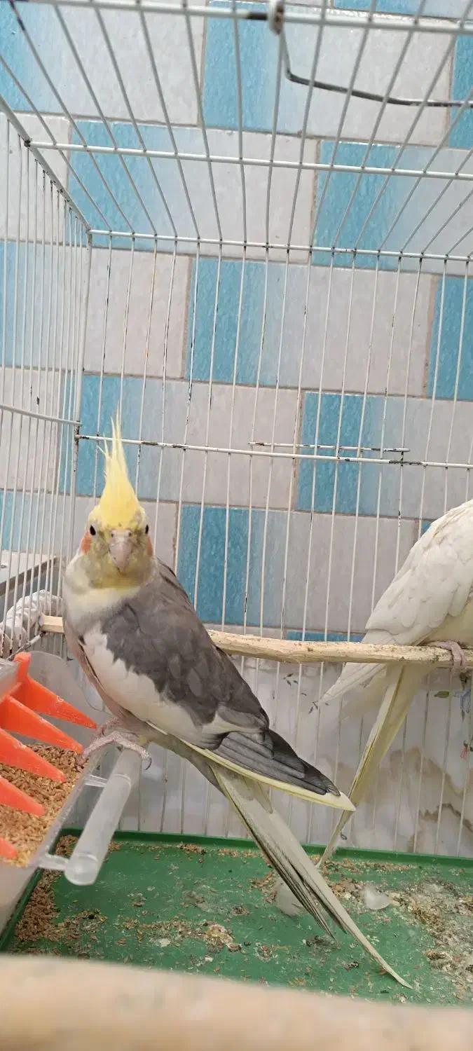 عروس هلندی|پرنده|تایباد, |دیوار