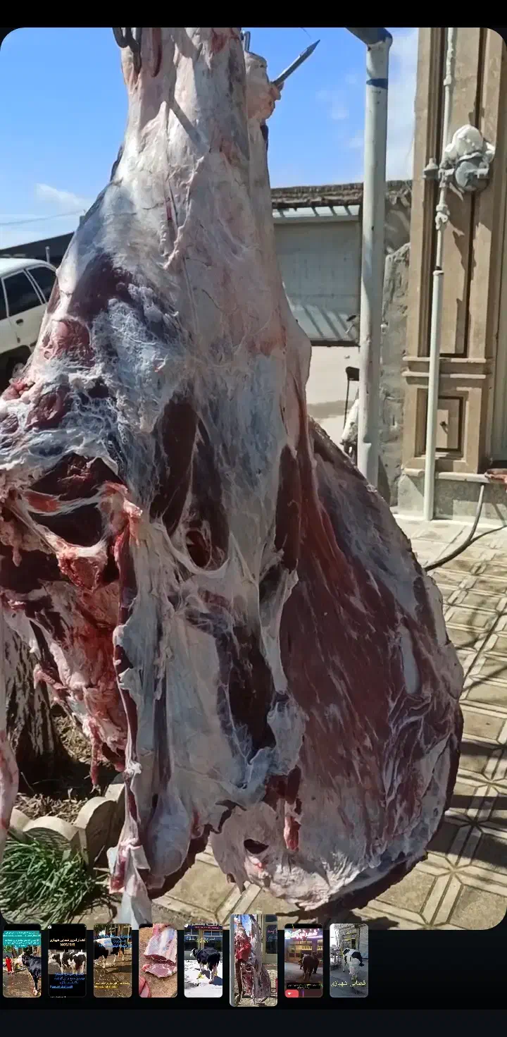 گوشت گوساله نر و گوسفند تازه|خوردنی و آشامیدنی|چهاربرج, |دیوار