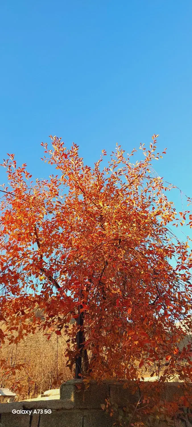 حرز کاری باغ های خود را به ما بسپارید|خدمات باغبانی و درختکاری|آسارا, |دیوار